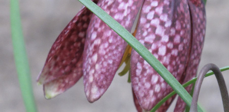 fritillaria-meleagris_detail