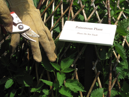 Handling Nettles