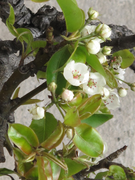 Pear Blossom