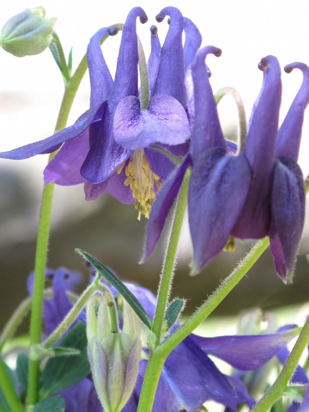 Aquilegia vulgaris