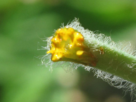 Broken Stem of Greater Celandine