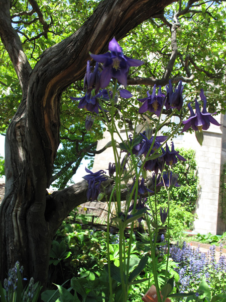 Columbine Flowering under Quince