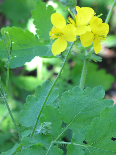 Greater Celandine