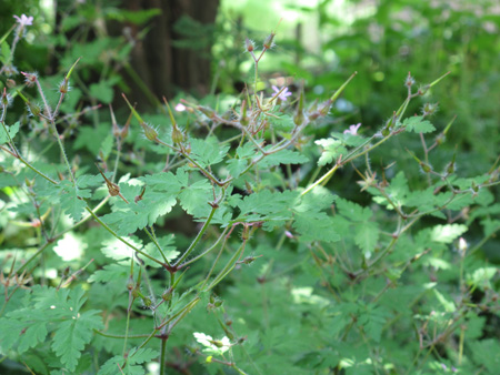 Geranium robertianum