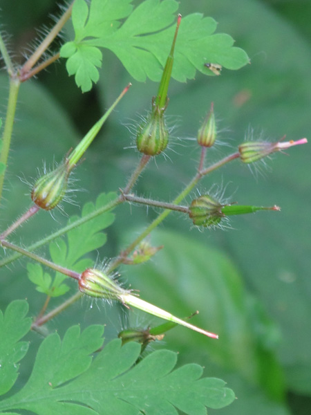 Geranium robertianum (detail)