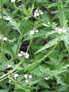 Verbena officinalis