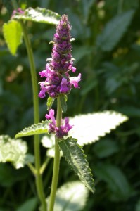 Wood betony (Stachys officinalis)