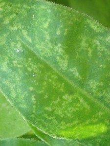 Close-up of mite damage on calendula leaf