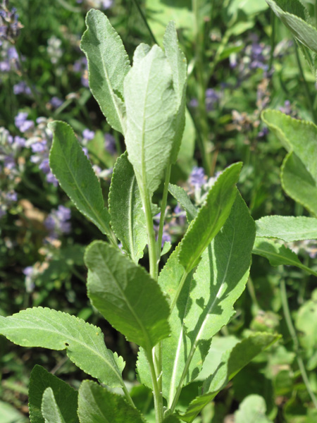 Tanacetum balsamita