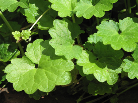 Glechoma hederacea