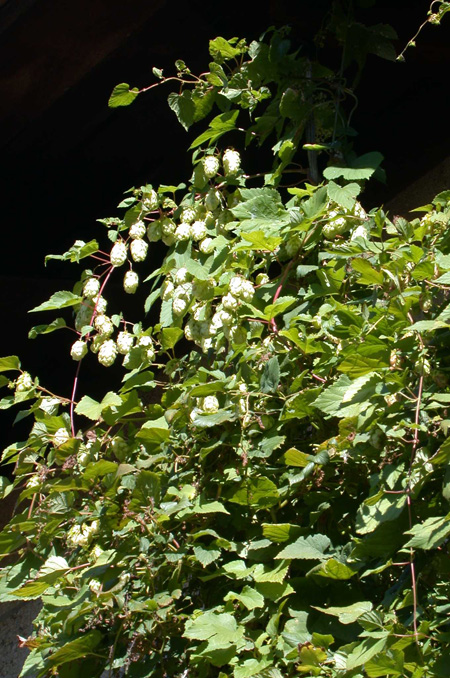 Humulus lupulus