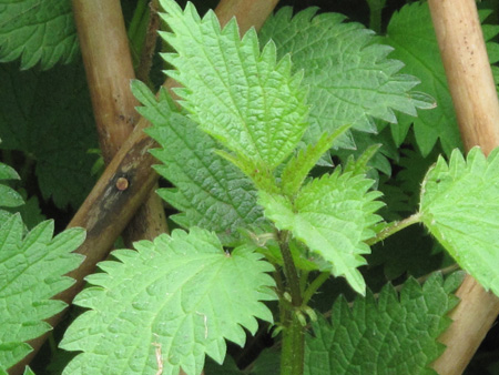 Urtica dioca