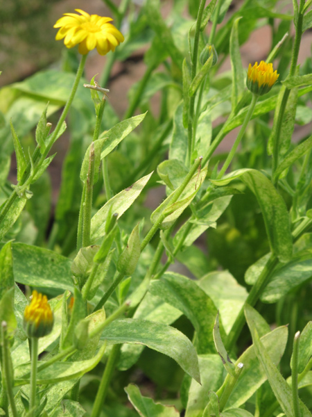 Severe mite damage on calendula