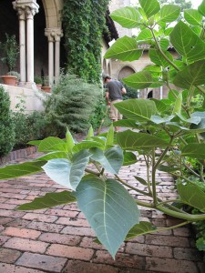 Sweeping the Garden