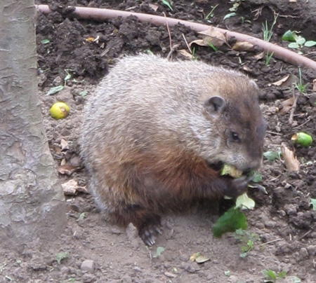 Woodchuck Enjoying Apple