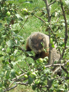 Woodchuck in Apple Tree