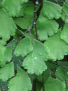 maidenhair fern detail