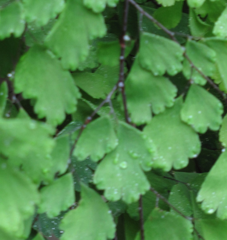 Maidenhair fern (detail)