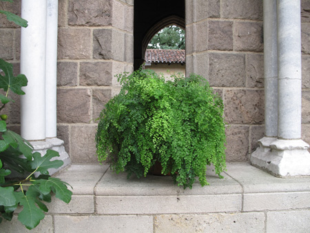 Maidenhair fern