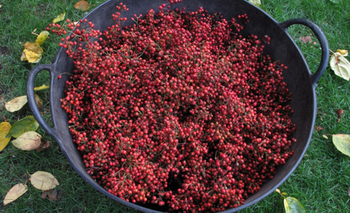 Gathered Rose Hips