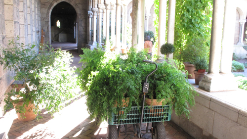 Maidenhair Ferns in Bonnefont Arcade