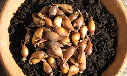 Tulipa biflora bulbs