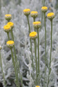 Santolina chamaecyparissus in Flower