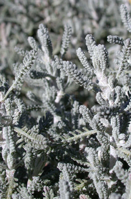 Santolina foliage