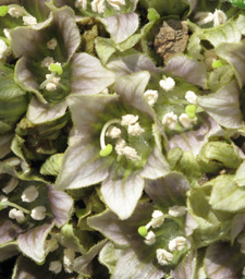 mandrake-flowers_detail_225