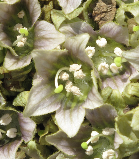 <em>Mandragora officinarum</em> flowers