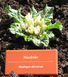 mandrake_in_bloom_detail_225