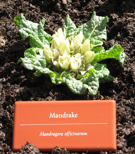 Mandrake blooming in Bonnefont garden