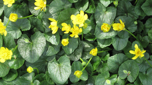 Colony of Lesser Celandine