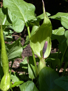 Arum maculatum