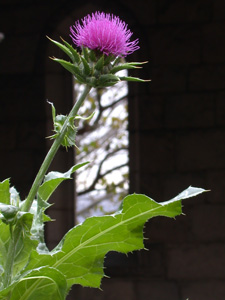 Silybum marianum in Trie Garden