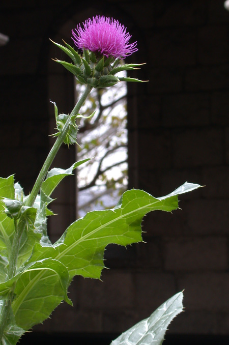 Silybum marianum in Trie Garden