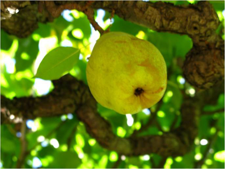 Espalliered Pear Fruit