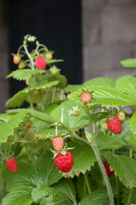 Fragaria vesca