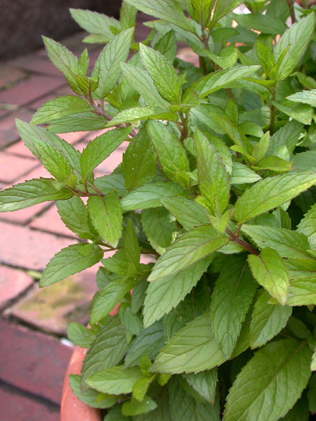 Mentha x piperita