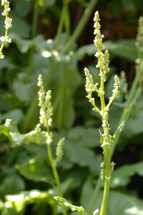Rumex acetosa