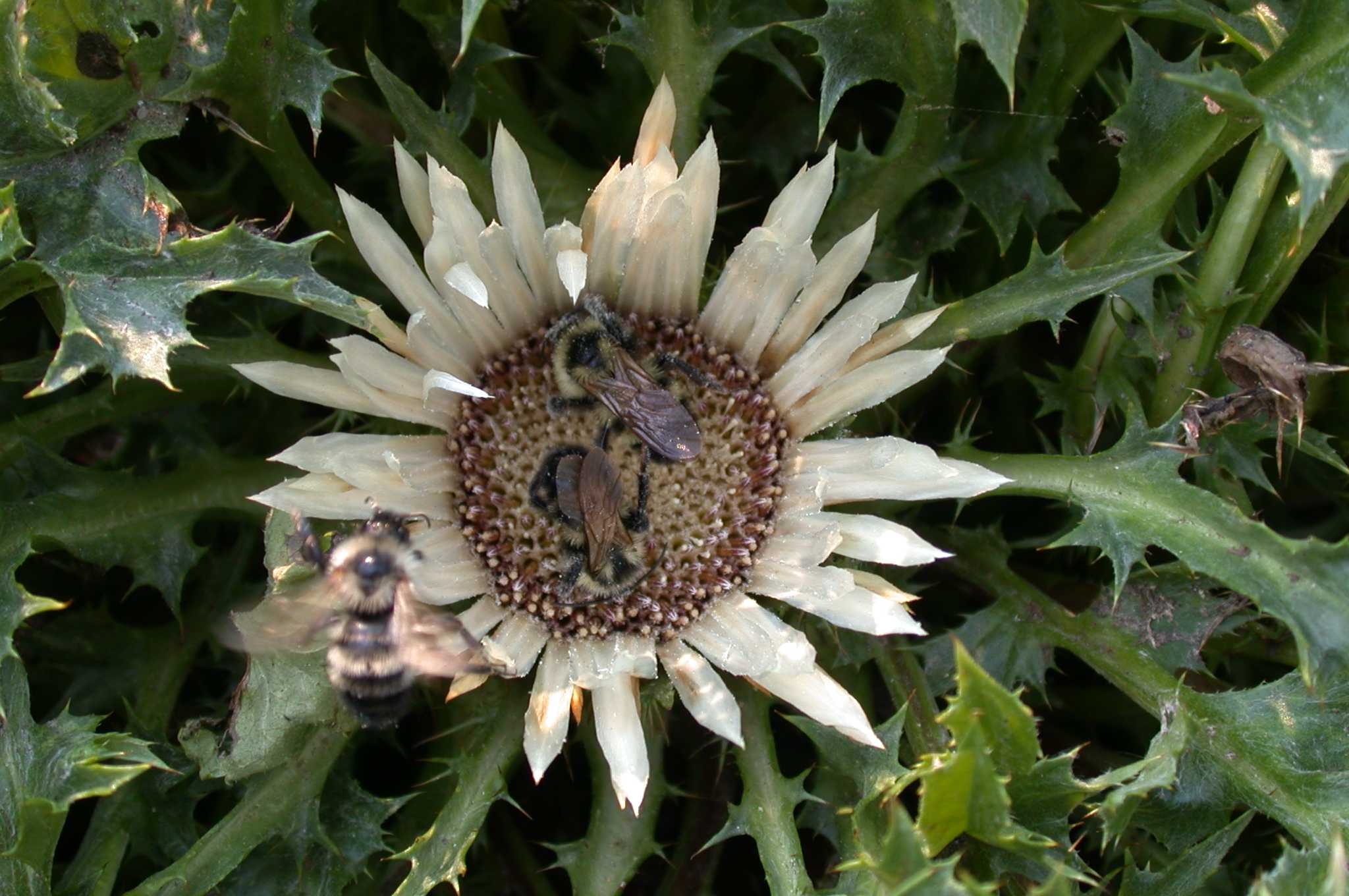 Carlina acaulis