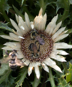 Carlina acaulis