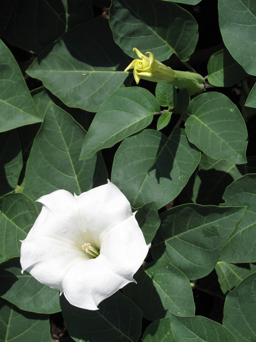 <em>D. metel</em> Flowers