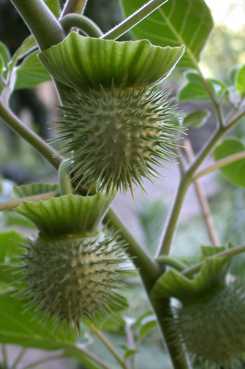 <em>Datura</em> Fruit <em>Datura</em> Fruit