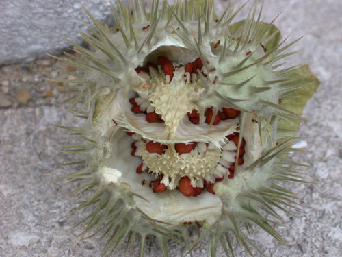 D. metel Seed Capsules