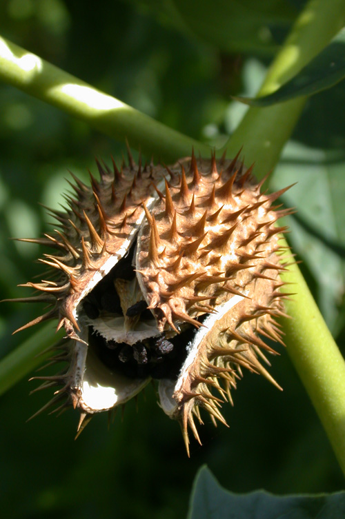 <em>D. stramonium</em> Seeds
