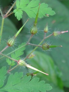 Herb Robert