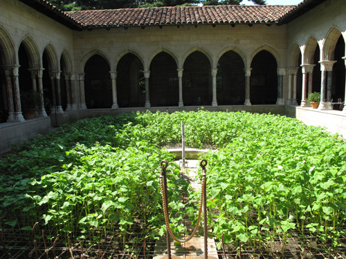 Buckwheat