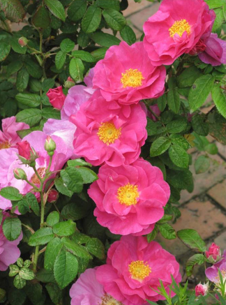 Rosa gallica officinalis