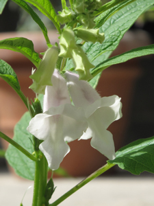 Sesame Flowers